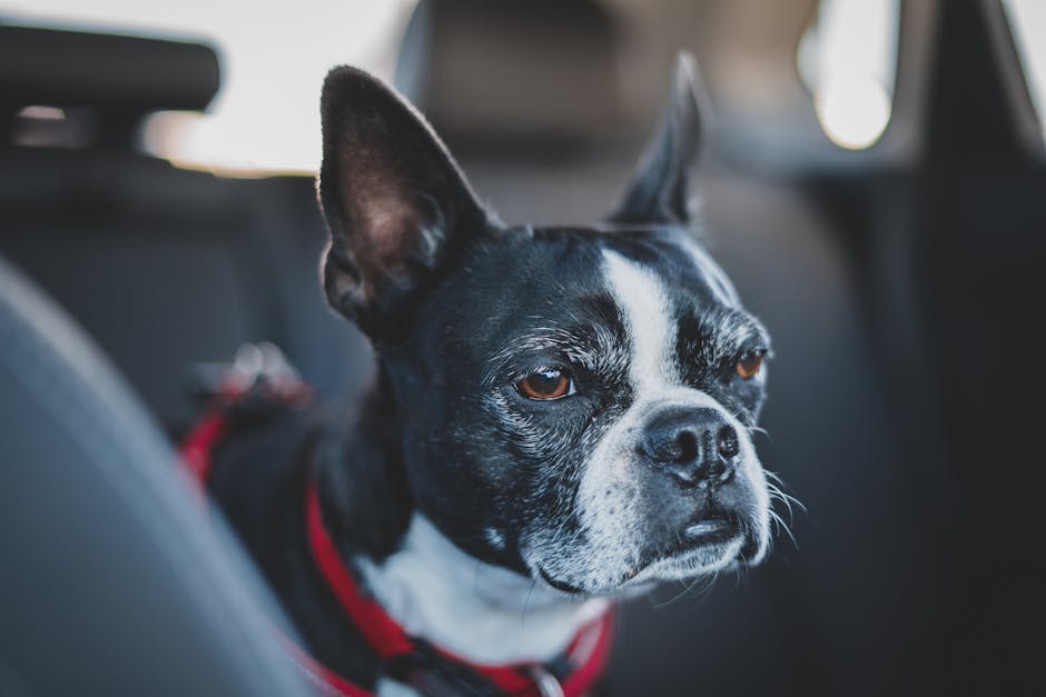 Huisdieren met reisaccessoires zoals een hondenriem en kattenmand op een roadtrip.
